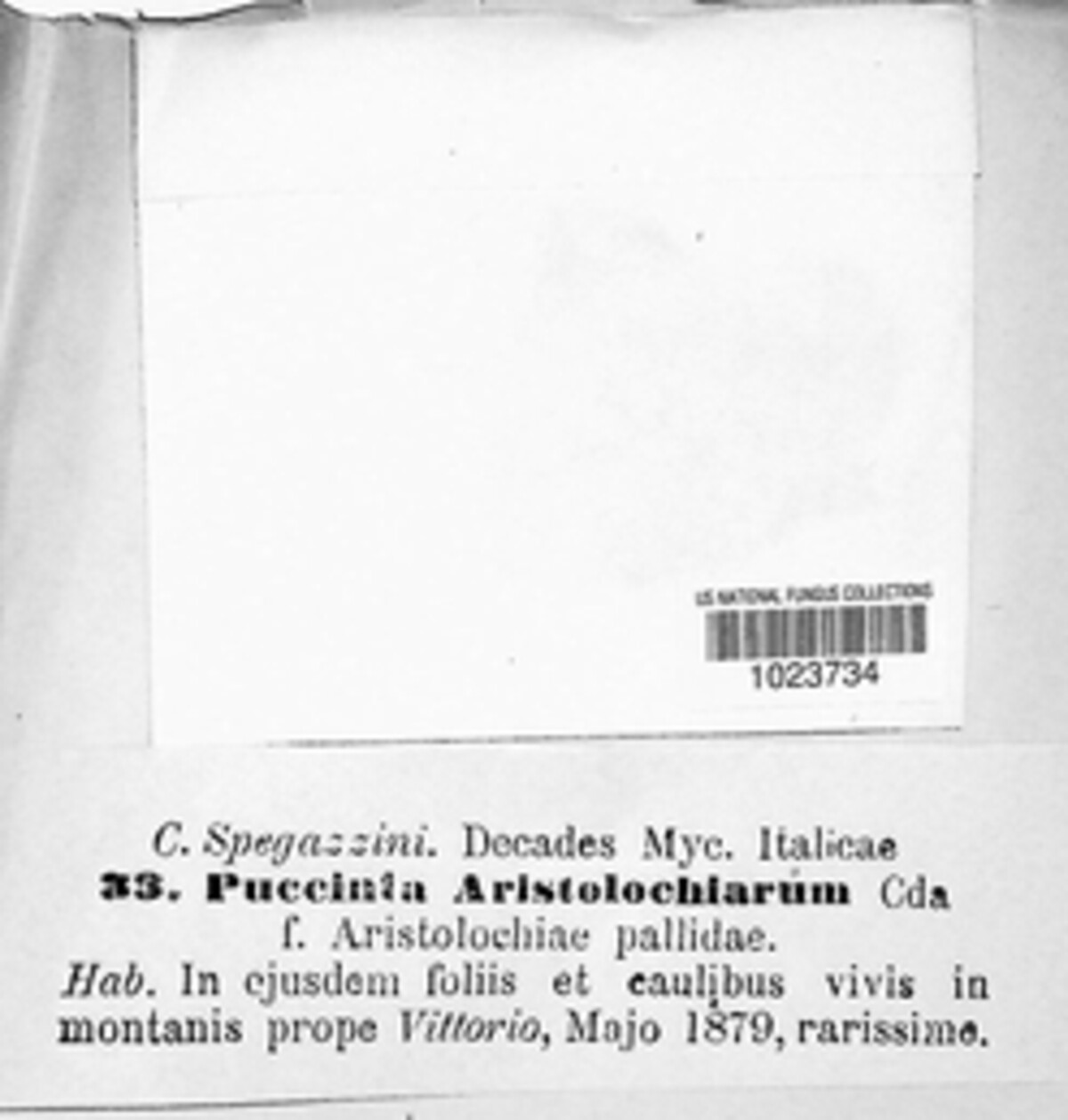 Puccinia aristolochiarum image